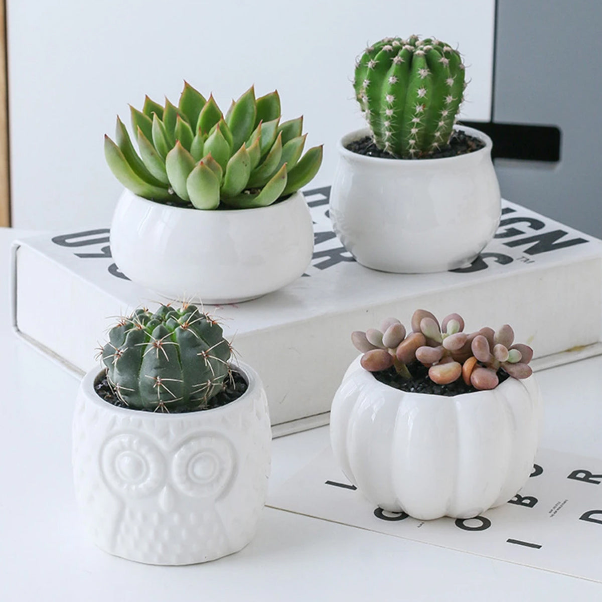 Succulent Pots & Bamboo Shelf